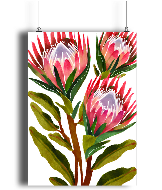 Protea Bloom Art Print