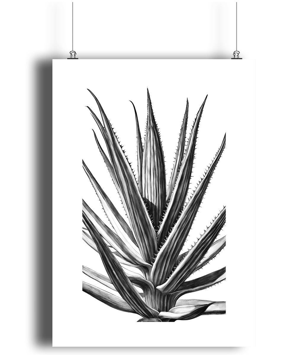 Monochrome Agave Botanical Art Print